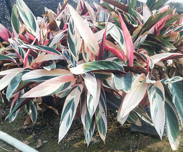 七彩竹芋基地實拍圖