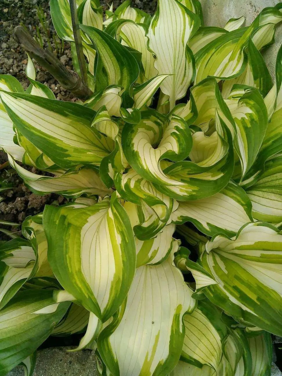 1673356547603002.jpg 微信圖片_20230108102808.jpg