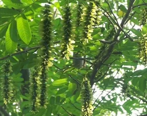 1675289668319063.jpg 微信圖片_20230202061231.jpg