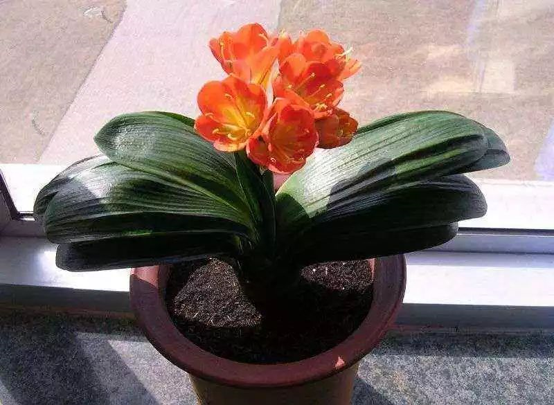 1675290796391142.png image.png