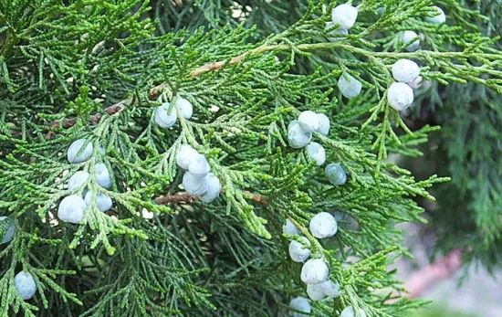 1675291569433265.jpg 微信圖片_20230107193628.jpg