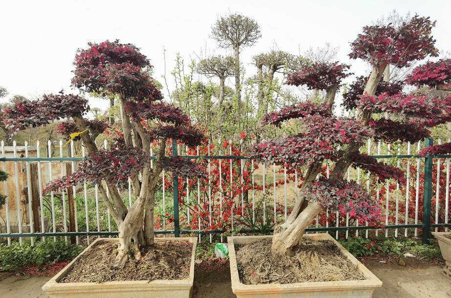 1675292102623479.png 微信圖片_20230201043809.png