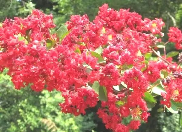 1675696363243613.jpg 紅火箭3.jpg