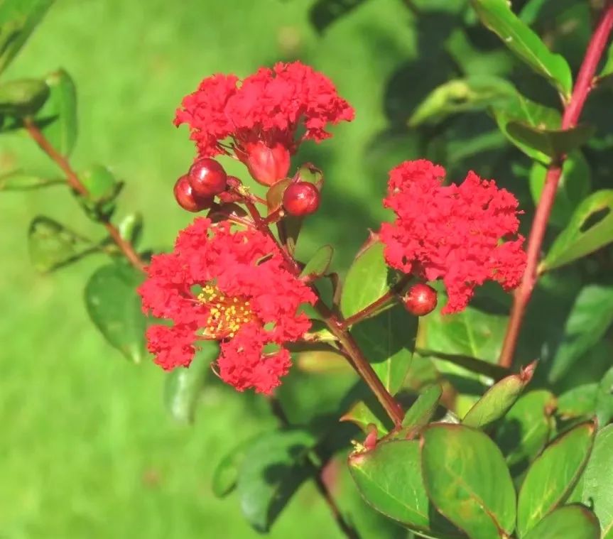 1675696373282187.jpg 紅火箭5.jpg