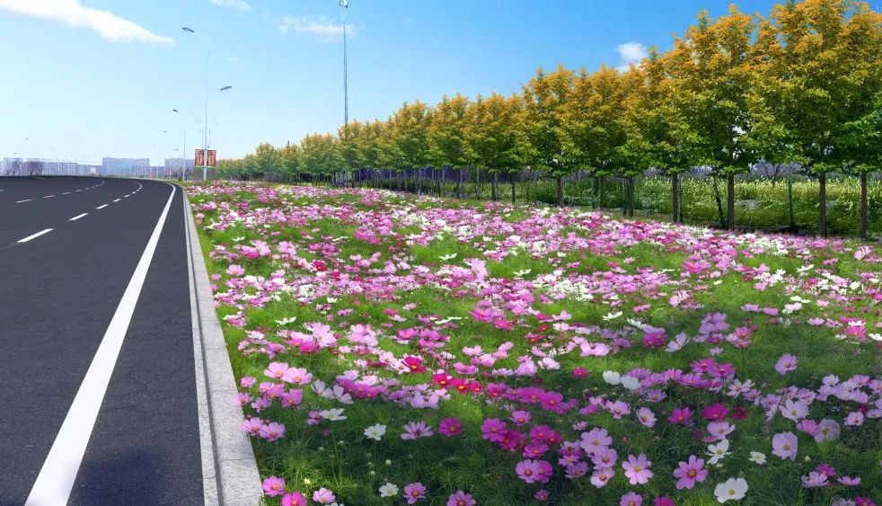 1675696434526291.jpg 波斯菊.jpg