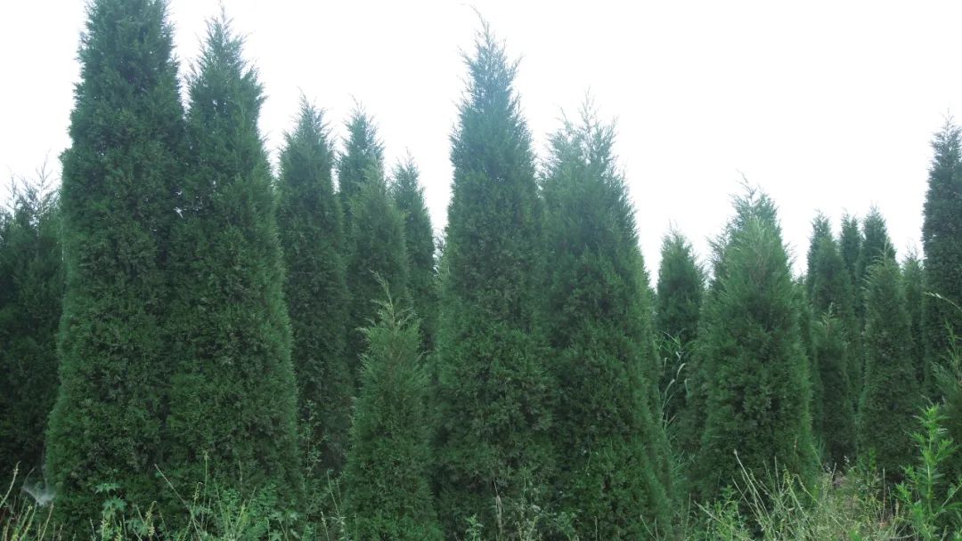 1675696833296837.jpg 微信圖片_20230112201944.jpg