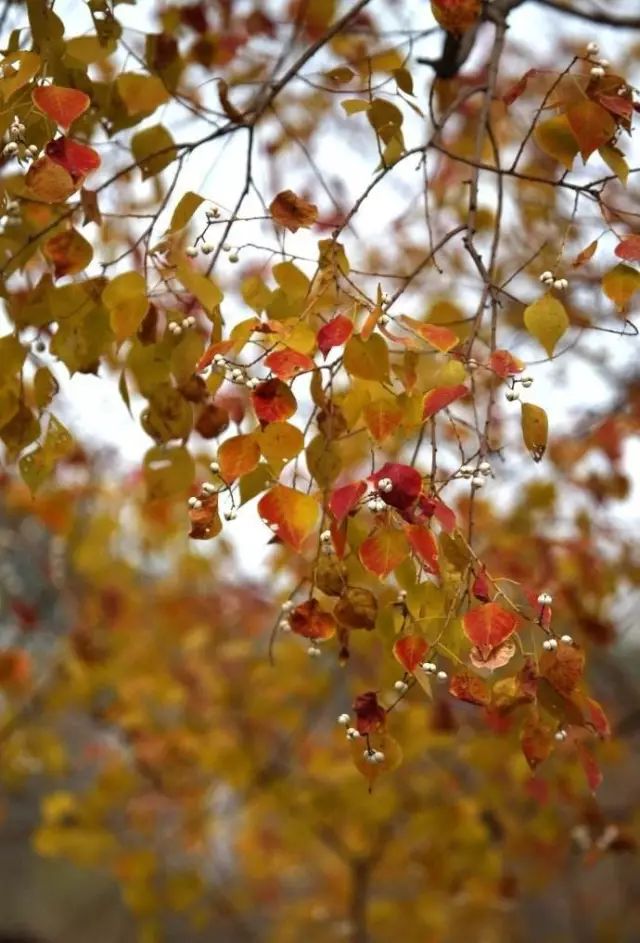 1675697485689143.jpg 微信圖片_20221101145533.jpg