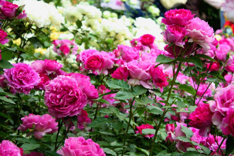 1675701447897128.jpg 粉色豐花月季1.jpg