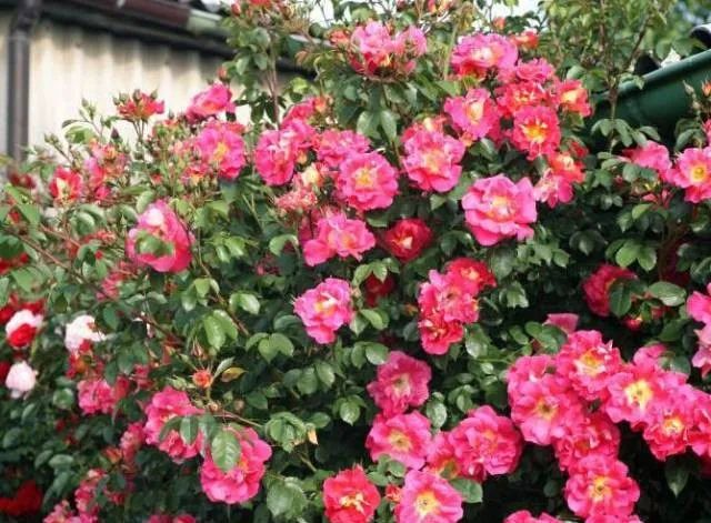 1675701462114841.jpg 微信圖片_20230108121936.jpg