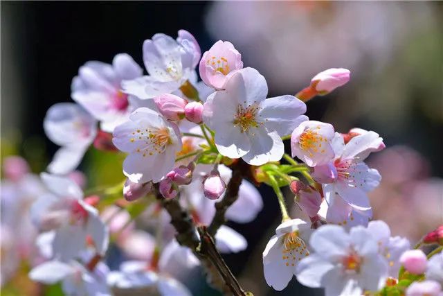 1675701620124288.jpg 染井吉野櫻.jpg