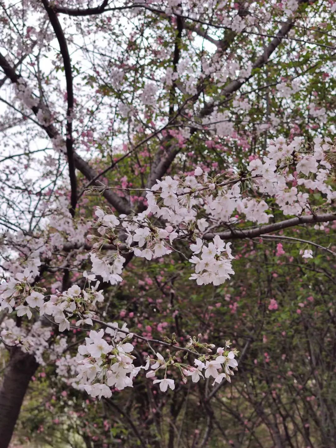 1675701631447096.jpg 微信圖片_20221101160203.jpg