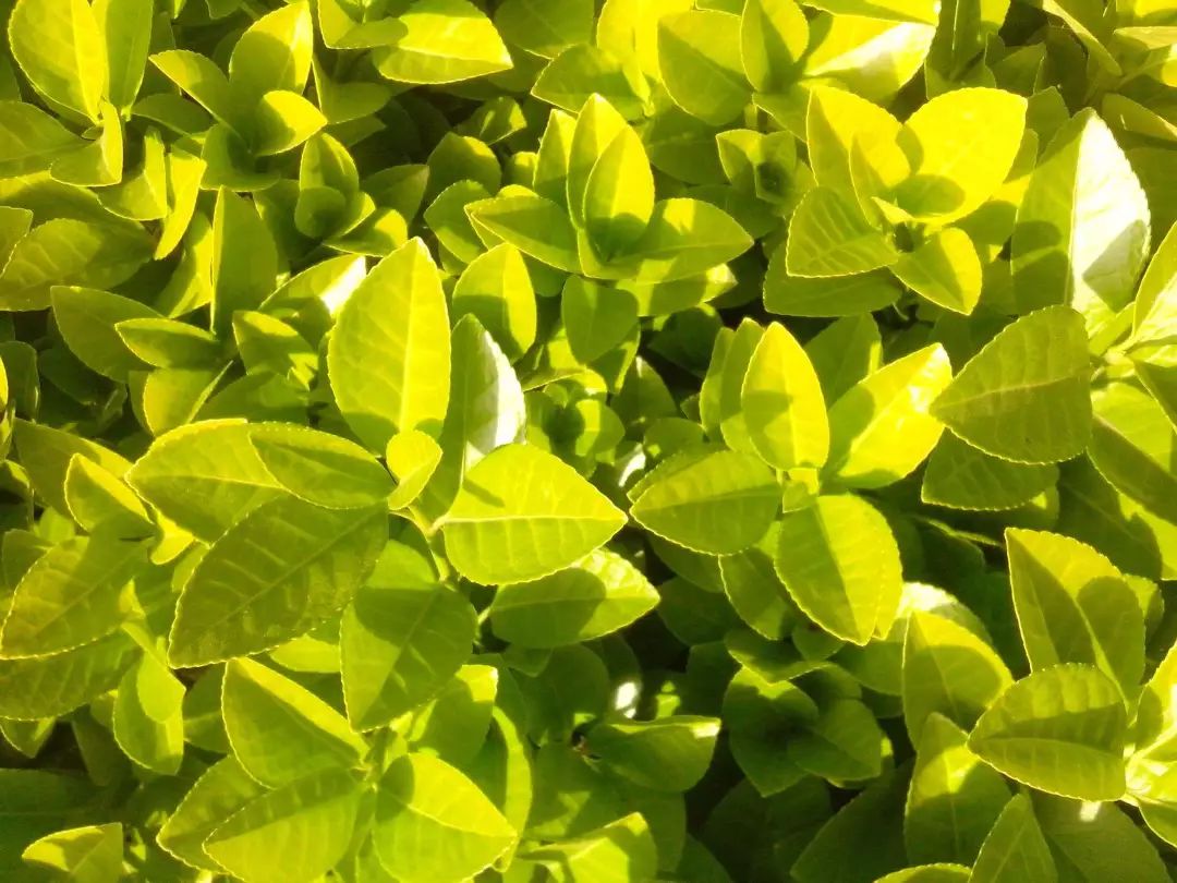 1676558312946947.jpg 微信圖片_20230204140824.jpg