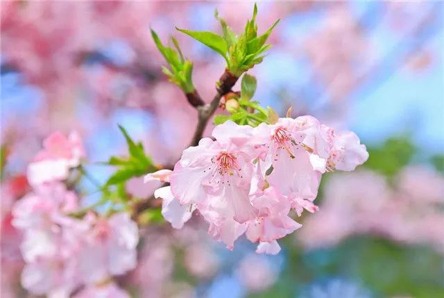 1676581090733385.jpg 雛菊櫻.jpg