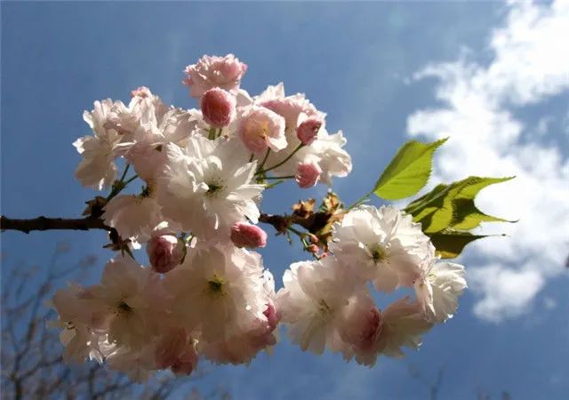 1676581106274963.jpg 河津櫻.jpg