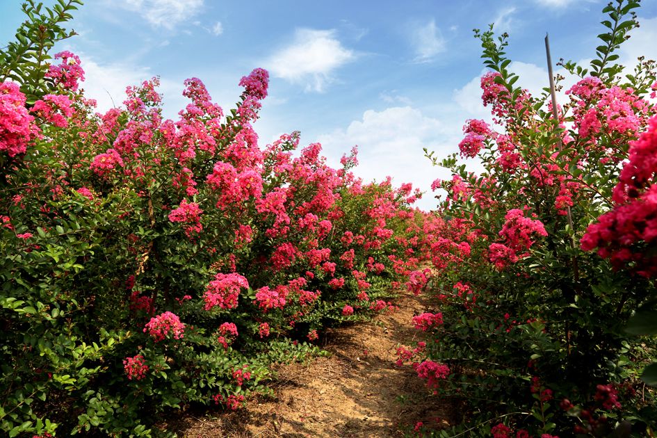 1676582210148333.jpg 國旗紅紫薇.jpg