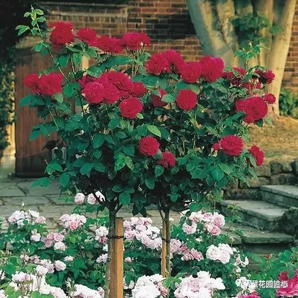 1676582453930935.jpg 微信圖片_20230211070234.jpg