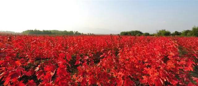 1676583570448771.jpg 三季紅.jpg