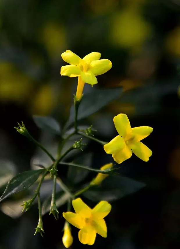 1676583710939271.jpg 微信圖片_20230111052230.jpg