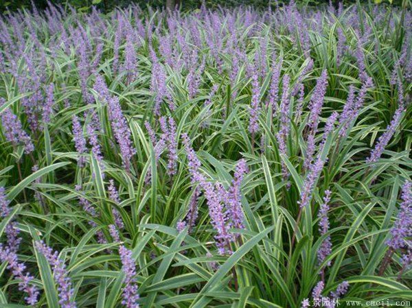 1676638885949499.jpg 1-1F41Z91623H0.jpg