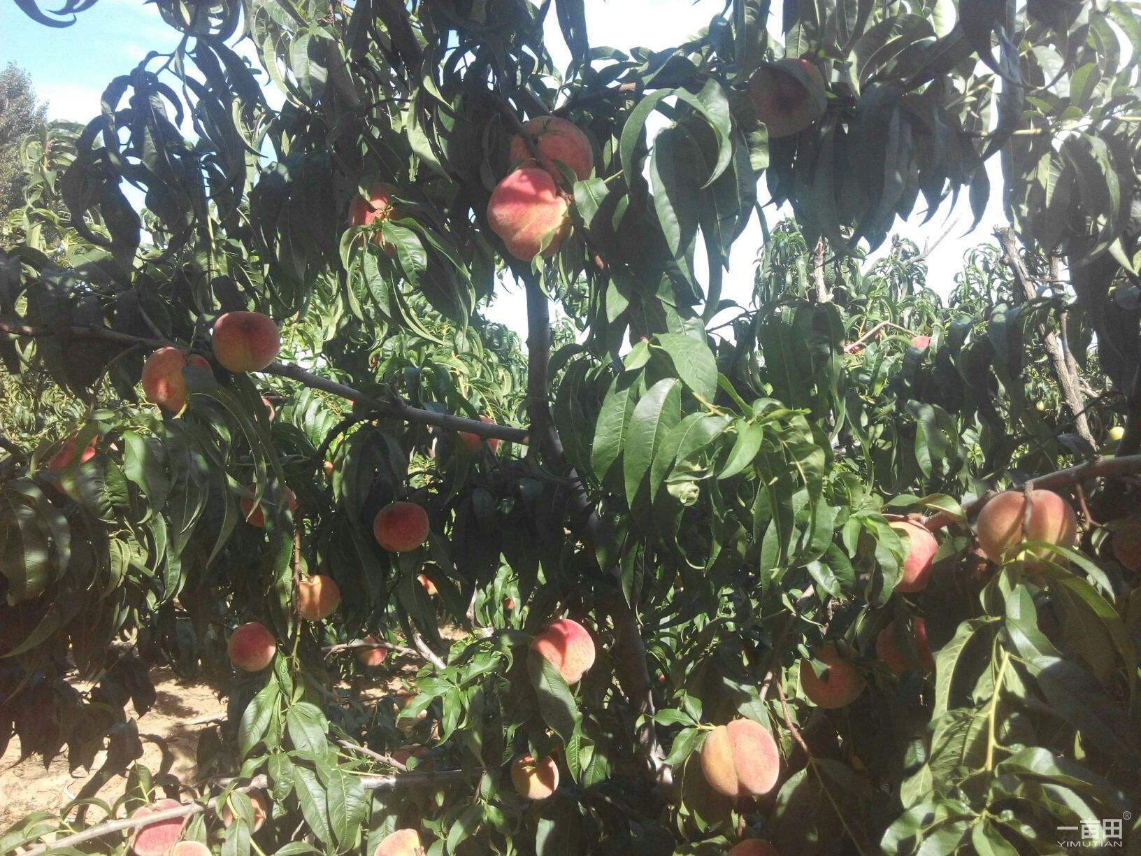 1676639167535405.jpg 毛桃樹.jpg