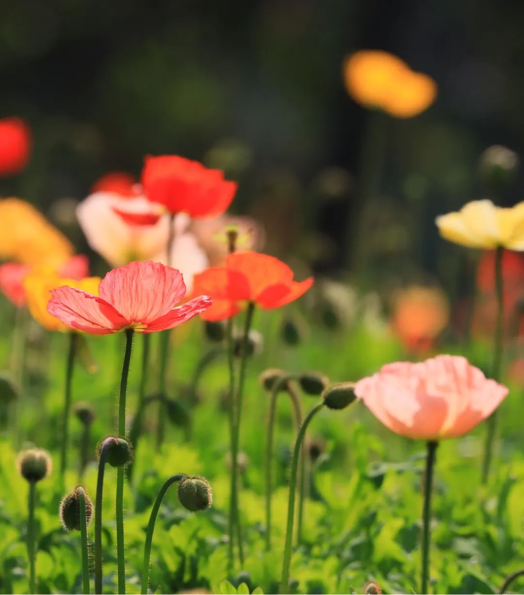 1676639700492608.jpg 虞美人.jpg