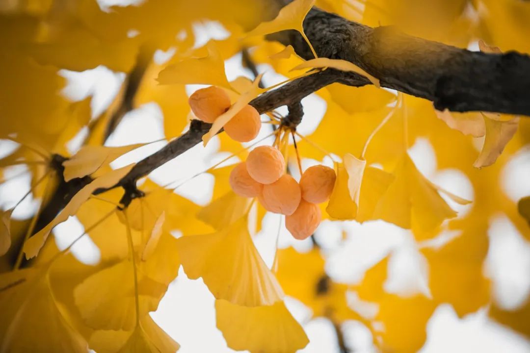 1676639996411491.jpg 微信圖片_20221126001441.jpg