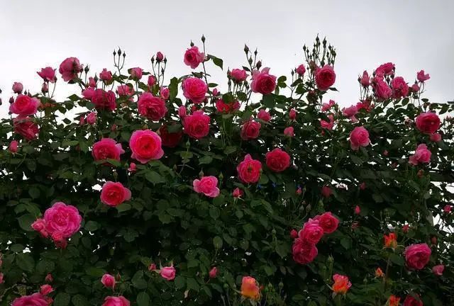 1676640149586421.jpg 微信圖片_20221126211553.jpg