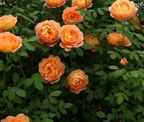 1676640157343428.jpg 微信圖片_20221126211610.jpg