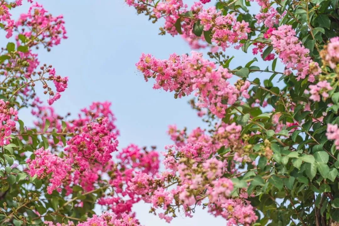 1676643735455690.jpg 小葉紫薇.jpg