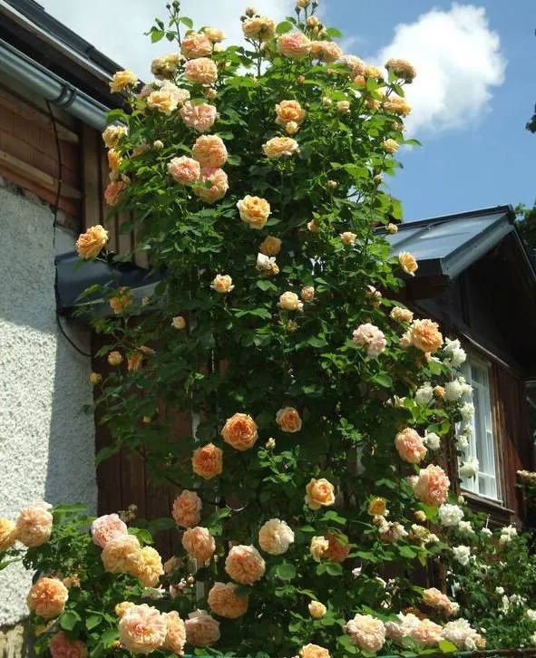 1676897193328148.jpg 微信圖片_20230108121958.jpg