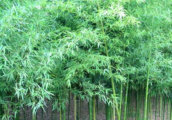 1676898308261394.png 剛竹.png