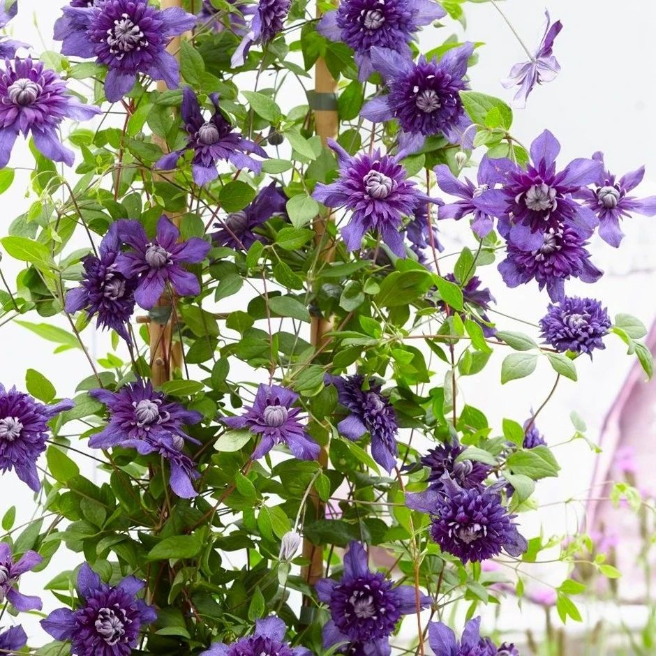 1676898431550783.png image.png