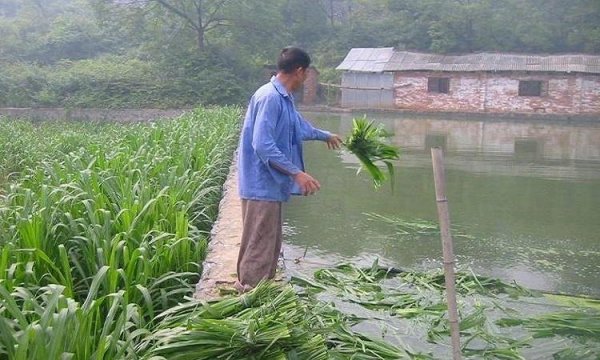 養魚牧草喂魚青草 養魚牧草喂魚青草