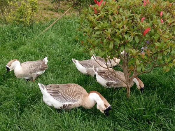養鵝常用牧草品種 養鵝常用牧草品種