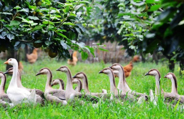 養鵝常用牧草品種 養鵝常用牧草品種