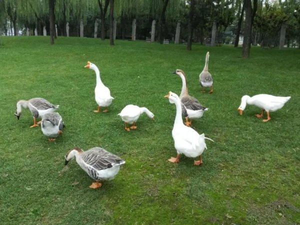 養鵝常用牧草品種 養鵝常用牧草品種