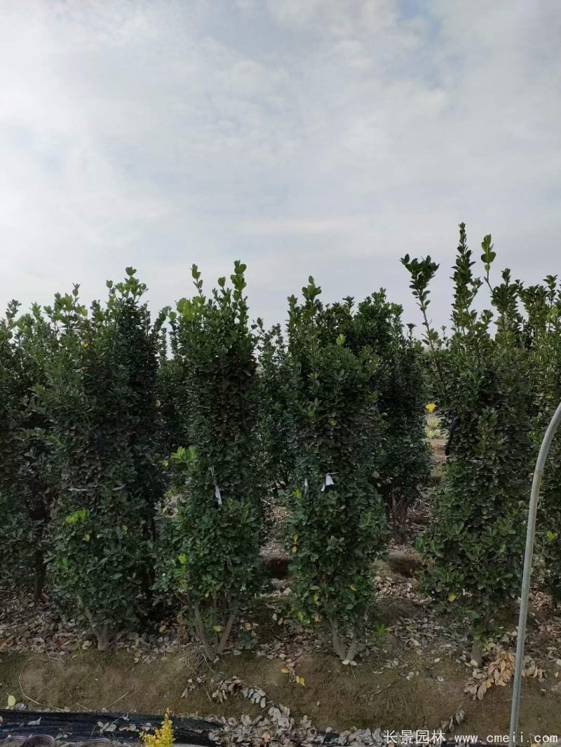 大葉黃楊柱 大葉黃楊柱