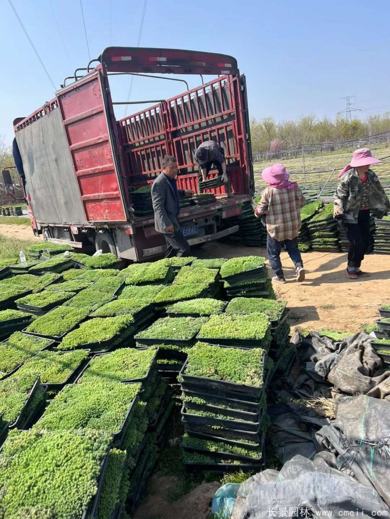 中華景天托盤苗 中華景天托盤苗