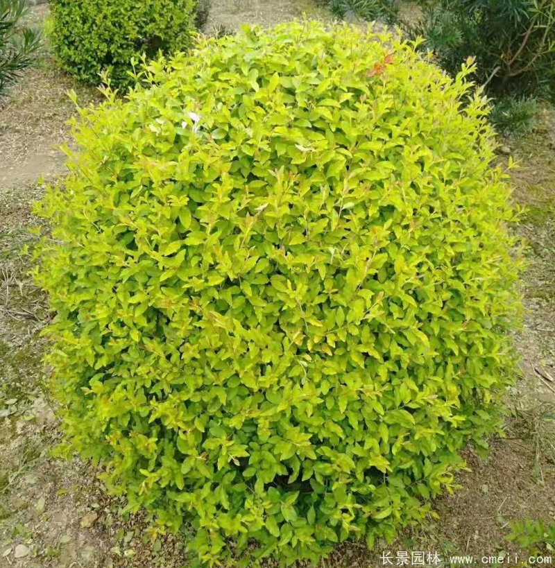 金冠女貞球 金冠女貞球