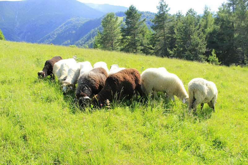 養羊的牧草羊吃的草品種 養羊的牧草羊吃的草品種