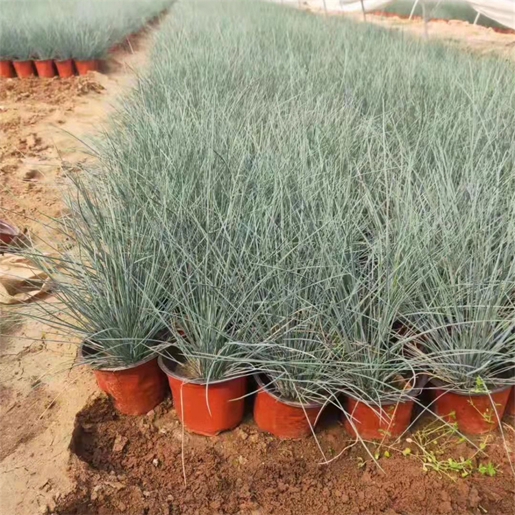 藍羊茅盆苗 藍羊茅盆苗