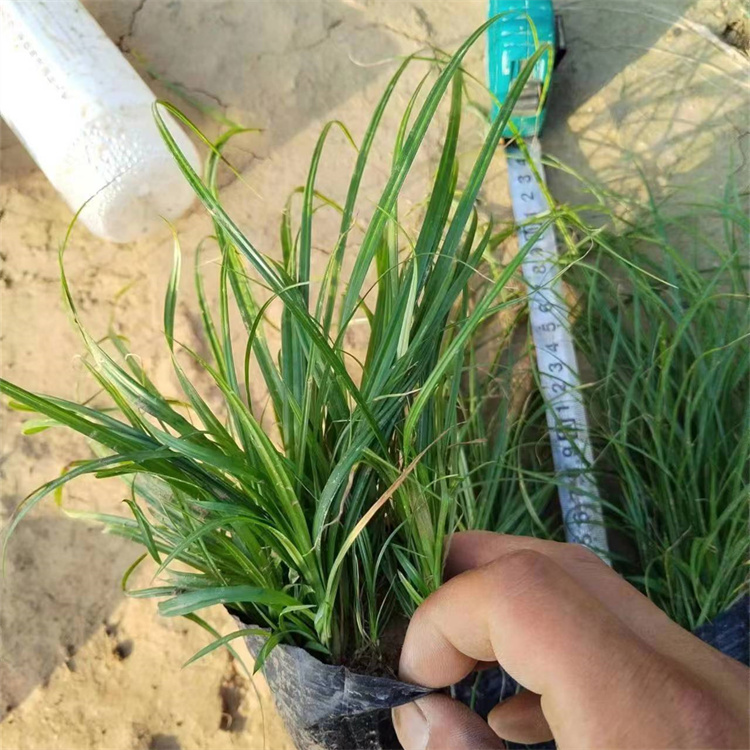 青綠苔草 青綠苔草