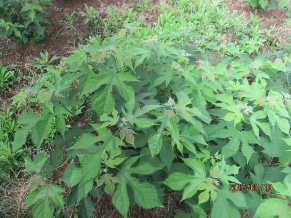 1712542273653957.jpg 1-1F3201H424947.jpg