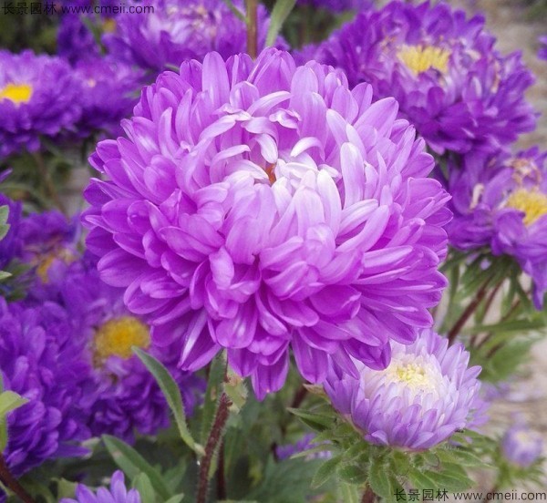 1712888127263909.jpg 1-1FF1194922335.jpg