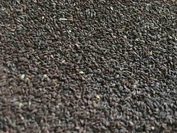 1712889782689668.jpg 1-1FF9102FS09.jpg