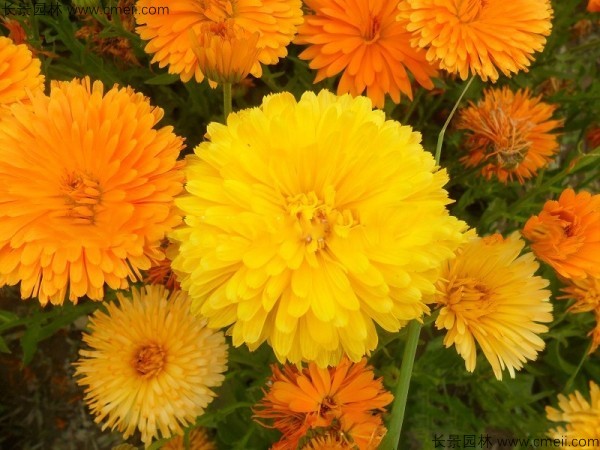 1713169164640225.jpg 1-1FF2095151R2.jpg