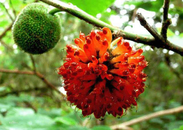 構(gòu)樹果實(shí)