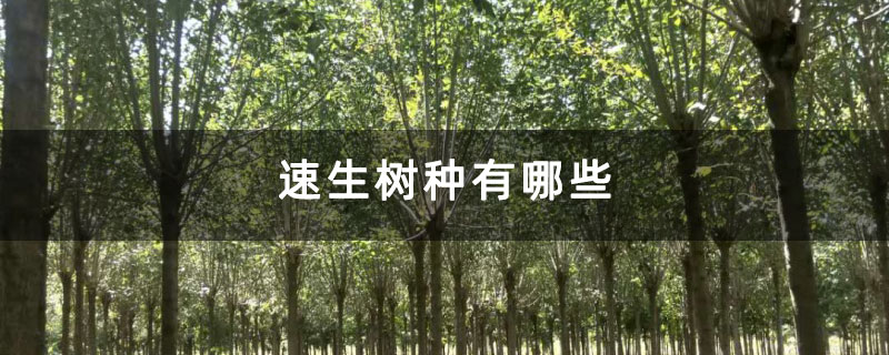 速生樹種有哪些
