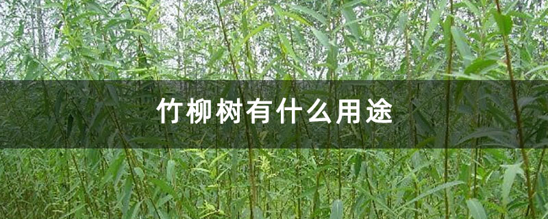 竹柳樹有什么用途