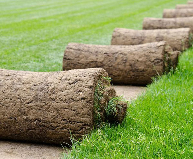 矮生百慕大和果嶺草哪個好?百慕大與果嶺草區別